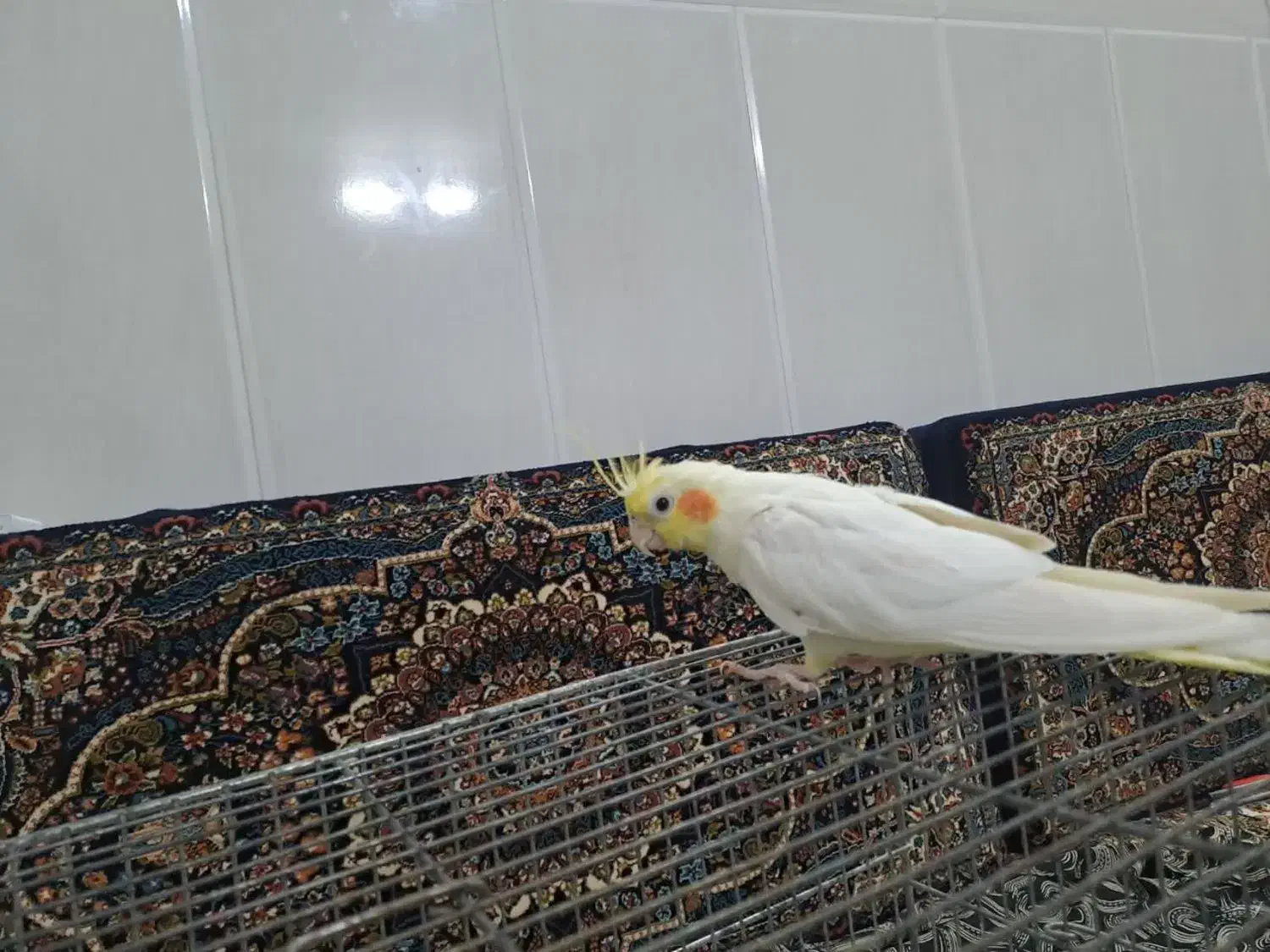 عروس هلندی|پرنده|قم, زاویه|دیوار