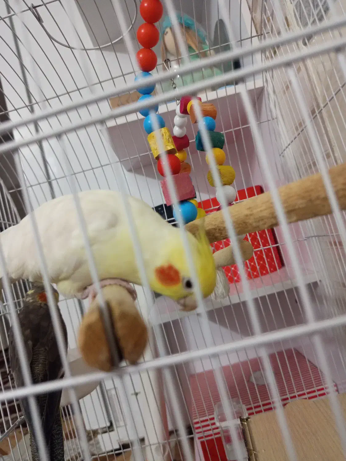 عروس هلندی بالغ|پرنده|رباط‌کریم, رباط‌کریم|دیوار