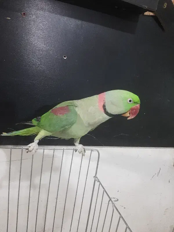 شاه طوطی|پرنده|تهران, اسفندیاری|دیوار