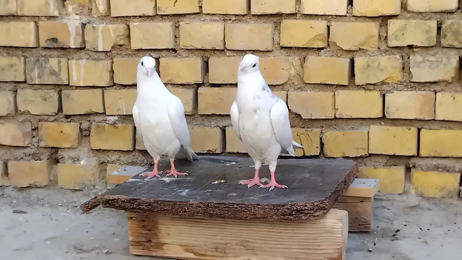 کبوتر|پرنده|رامشیر, |دیوار