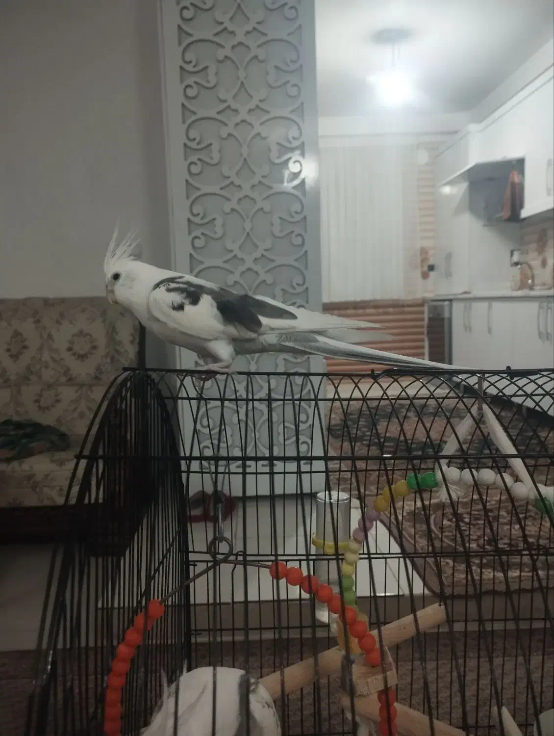 عروس هلندی سخنکو فول اهلی|پرنده|مرند, |دیوار