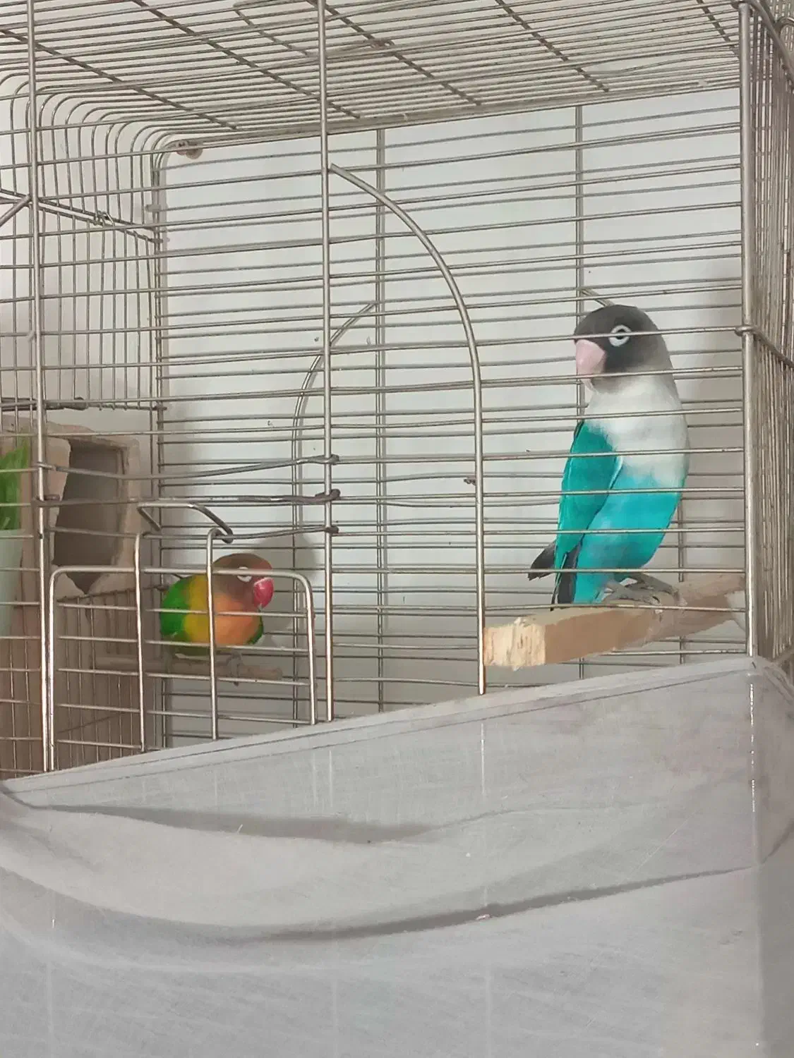 طوطی برزیلی|پرنده|پاکدشت, شهرک امام رضا|دیوار