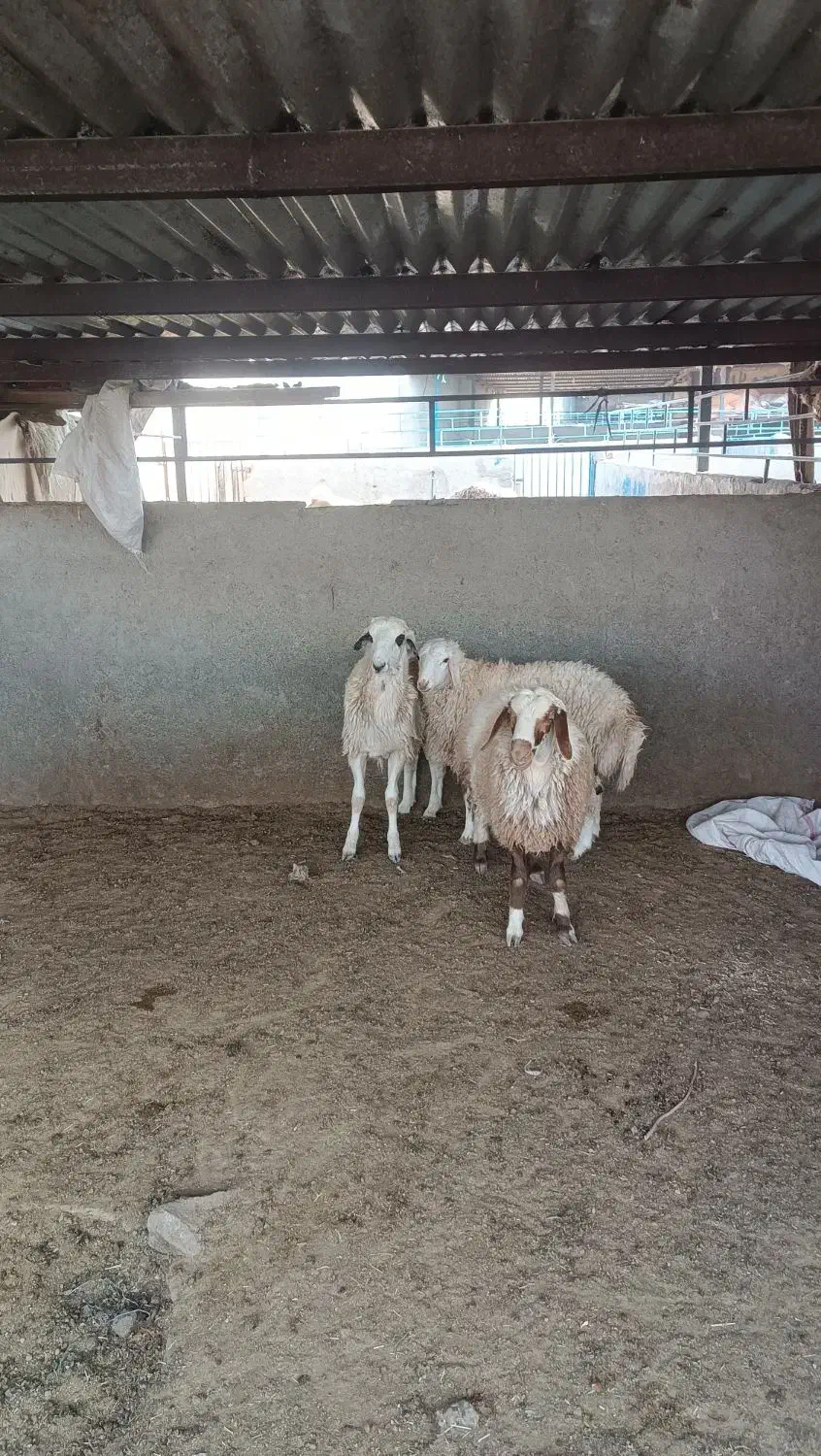 بر نر کیلو 340 بزغاله نر 310|حیوانات مزرعه|بیرجند, |دیوار