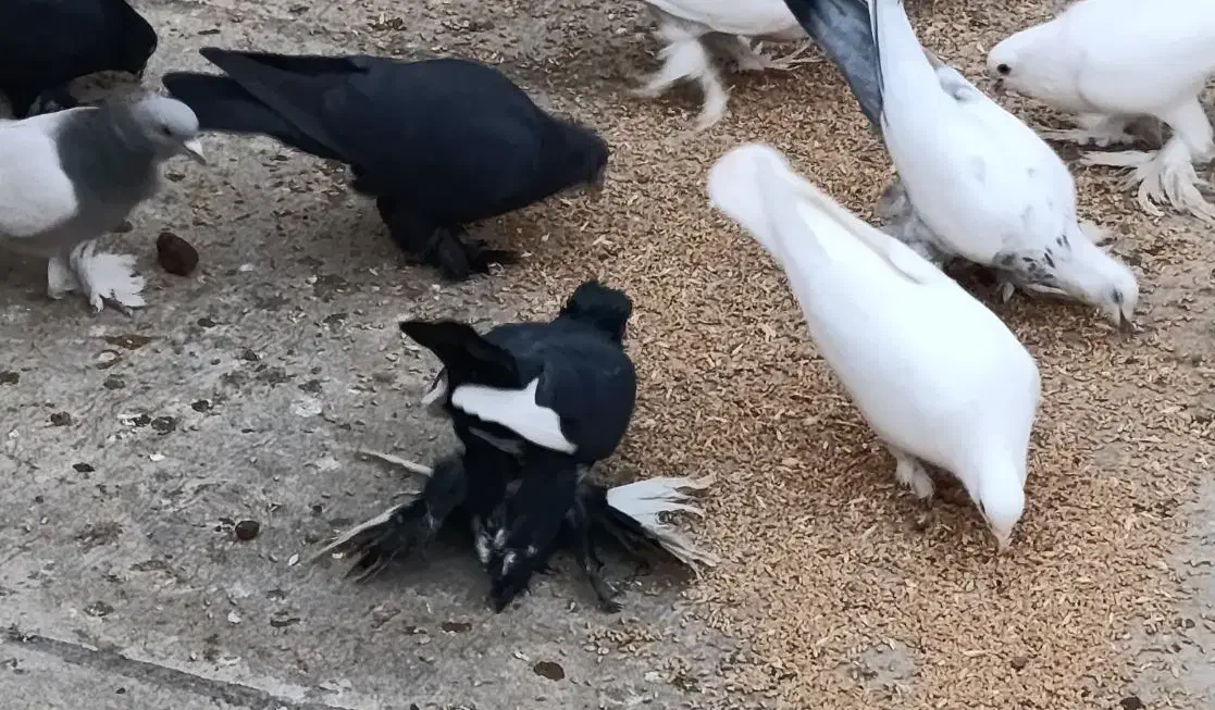 کبوتر|پرنده|تبریز, |دیوار