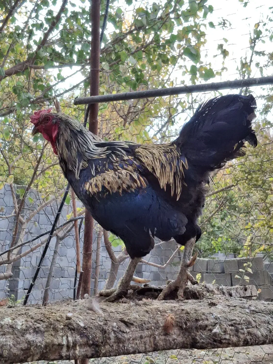 خروس|حیوانات مزرعه|اصفهان, ارداجی|دیوار