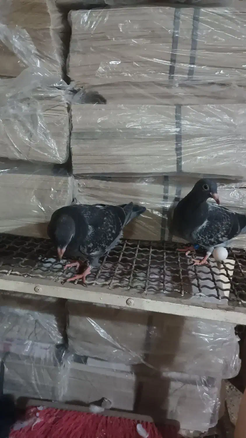 جوجه پلاکی هیچ پر|پرنده|اهواز, پردیس|دیوار