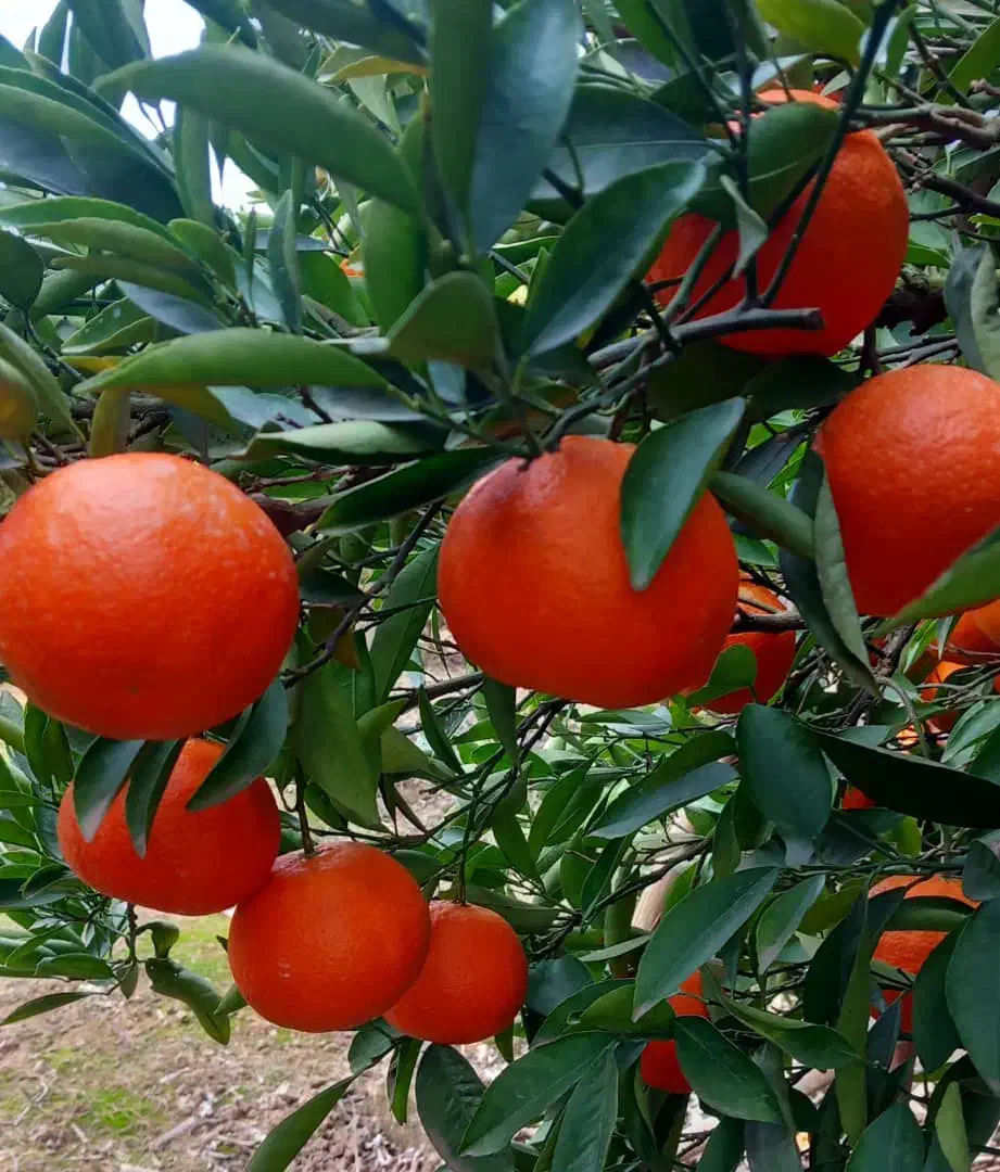 فروش حدود ۵۰۰ کیلو پیچ شیرین و آبدار سردرختی|عمدهفروشی|ساری, |دیوار