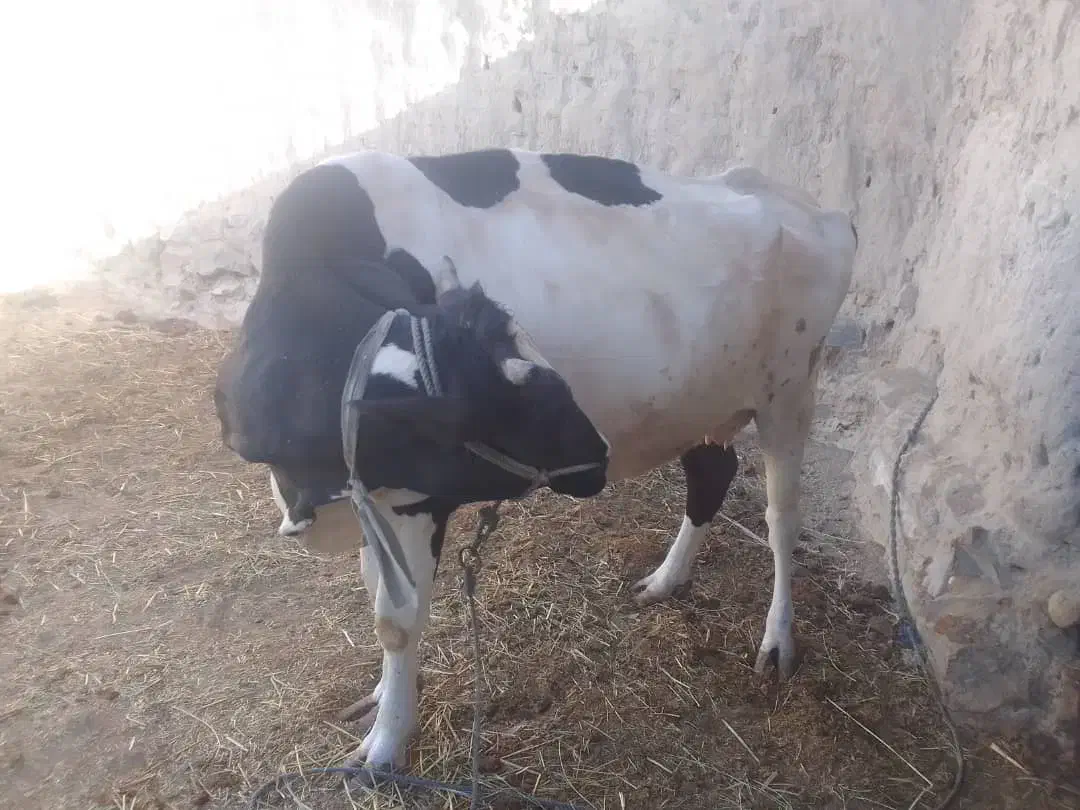 گاو خوب|حیوانات مزرعه|هیدوچ, |دیوار