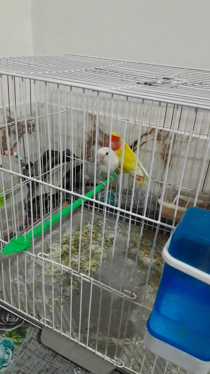 یک جفت طوطی کوتوله|پرنده|زابل, |دیوار