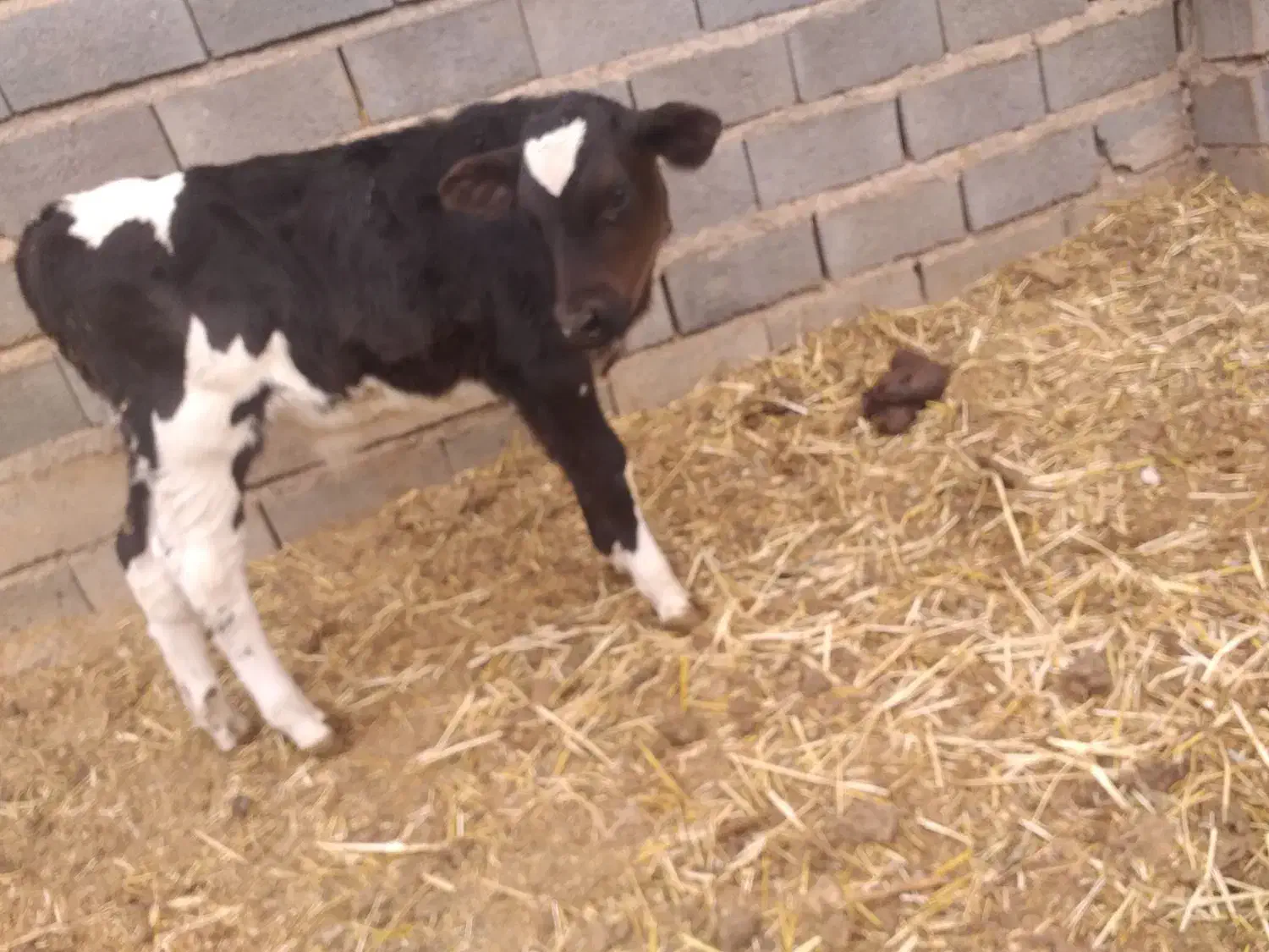 گوساله نر|حیوانات مزرعه|تربت جام, میان جام|دیوار