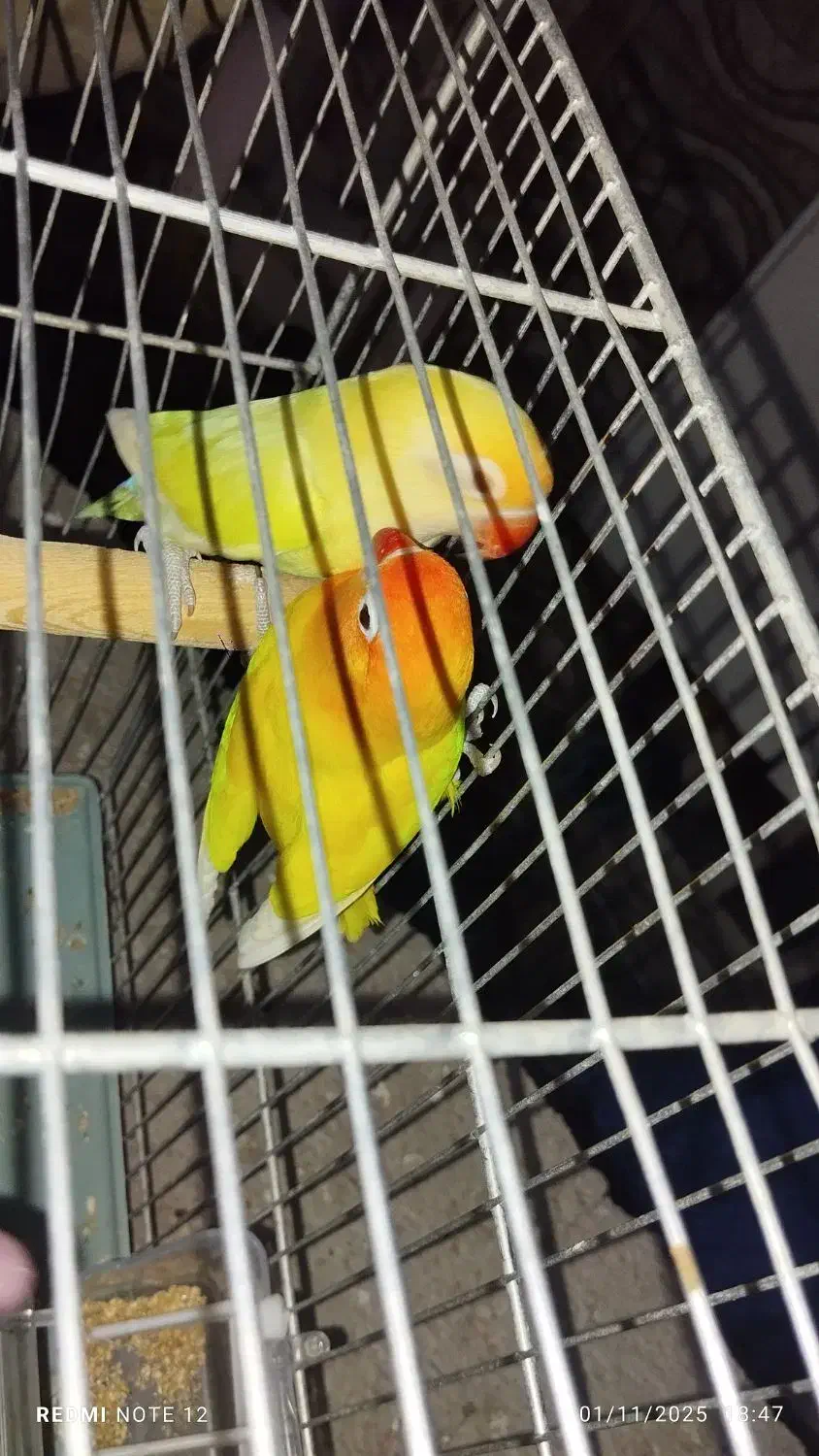 طوطی برزیلی فیشر مولد|پرنده|دره شهر, |دیوار