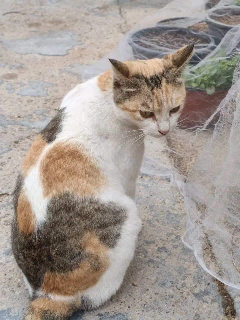 گربه واگذار میشود|گربه|بندر ماهشهر, |دیوار