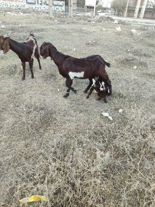 فروشی|حیوانات مزرعه|صادق آباد, |دیوار