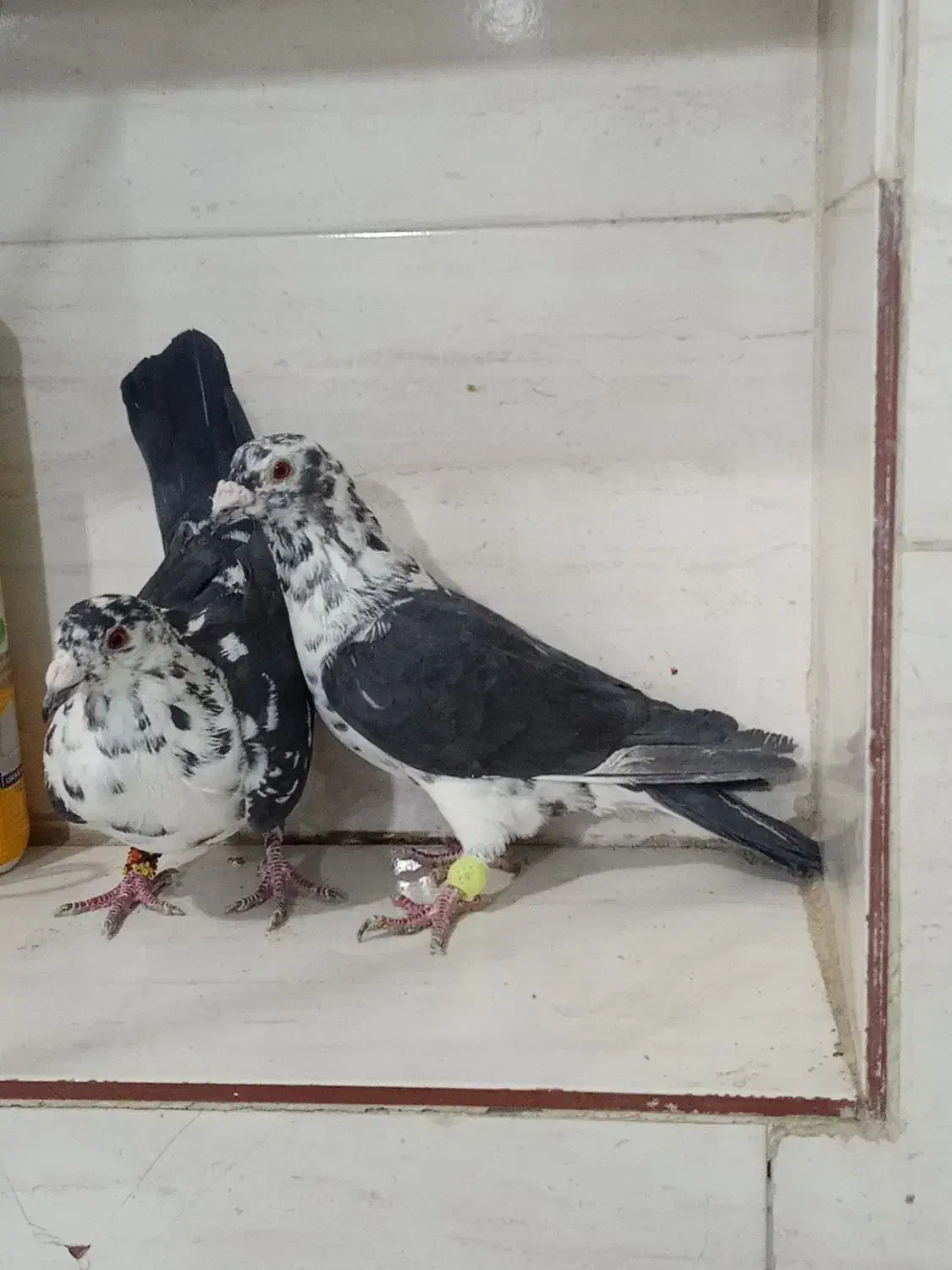 جفت گلی سینه سفید|پرنده|مرودشت, ده بید|دیوار