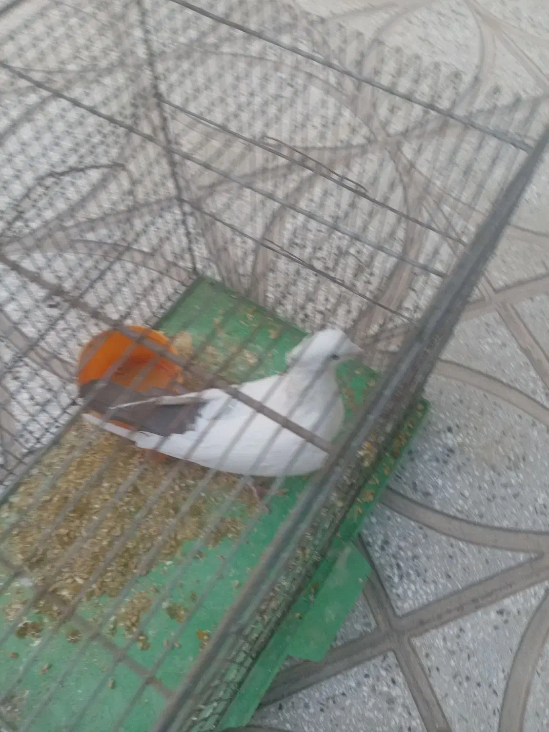 کبوتر دمبی ماده|پرنده|سبزوار, شرق کال شمالی|دیوار