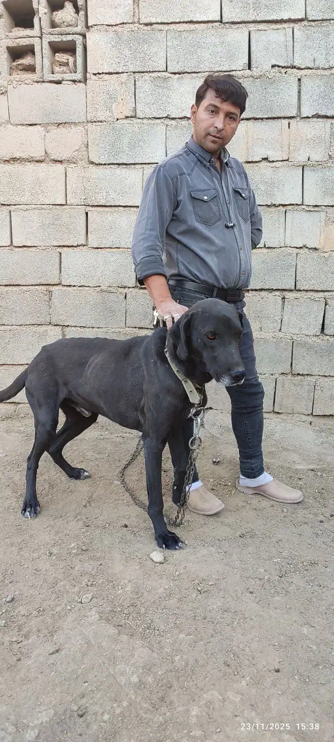 برای فروش|سگ|درگز, |دیوار