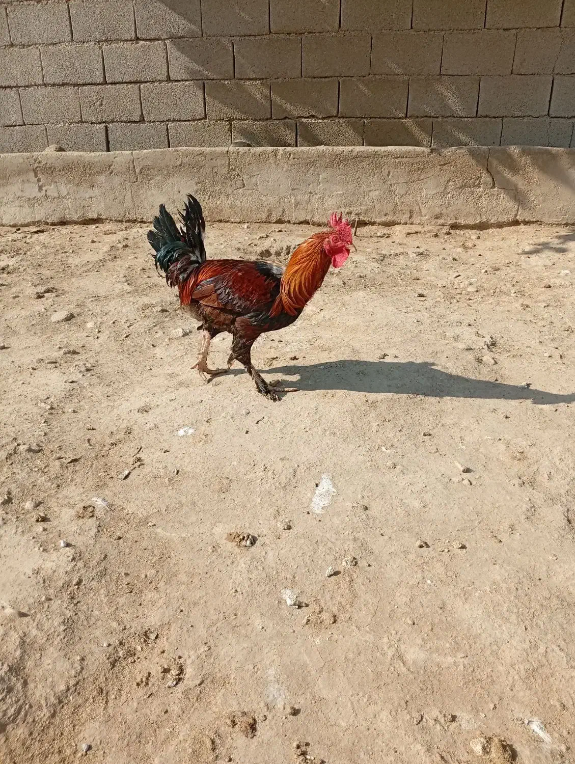 مرغ خروس اردک غاز|حیوانات مزرعه|گتوند, |دیوار