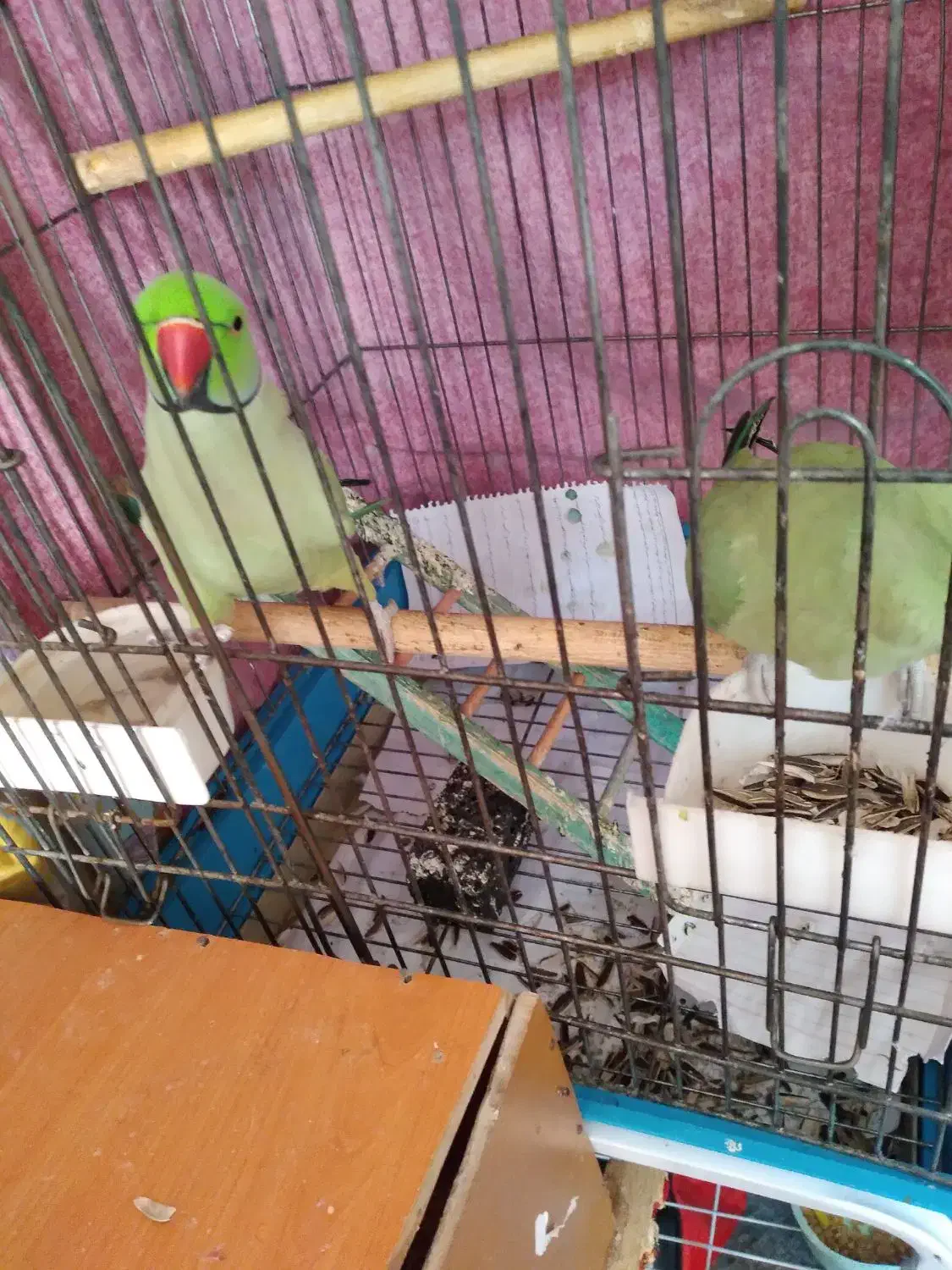 جفت ملنگو مست مست و کوتوله برزیلی مولد|پرنده|تبریز, |دیوار