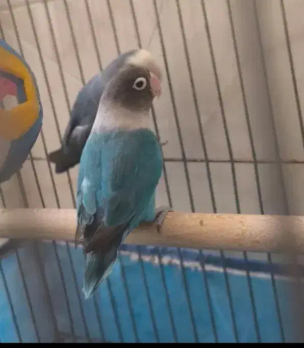 کوتوله برزیلی جفت|پرنده|مرودشت, پشت سایپا‎|دیوار