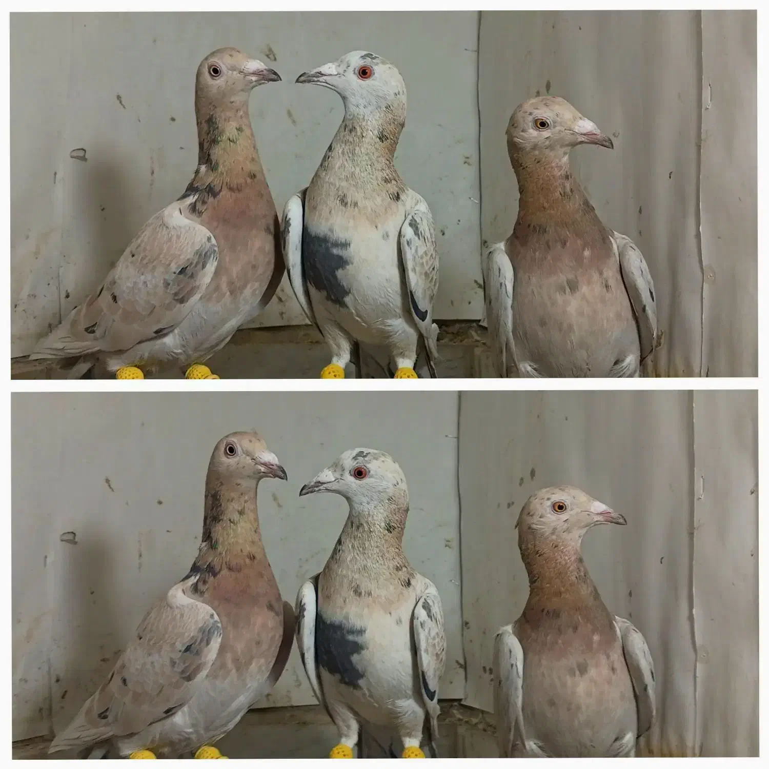 زردهفرنگ خرمایی هفرنگ|پرنده|قزوین, |دیوار