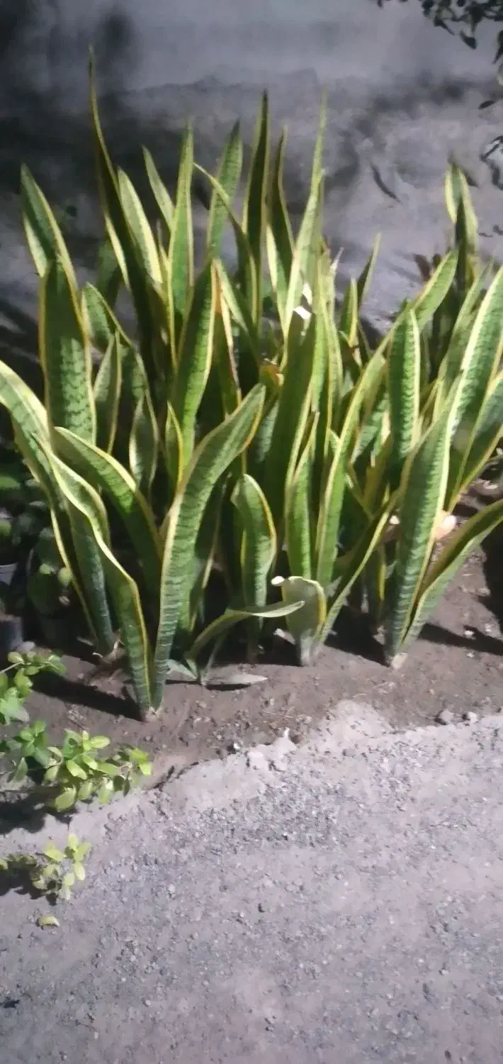 فروش انبوه بوته سانسوریا لب طلایی|گل و گیاه طبیعی|میناب, |دیوار