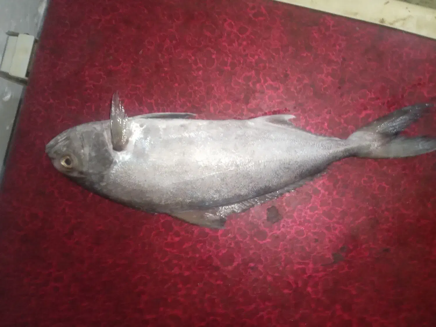 ماهی شاه|ماهی|بوشهر, |دیوار