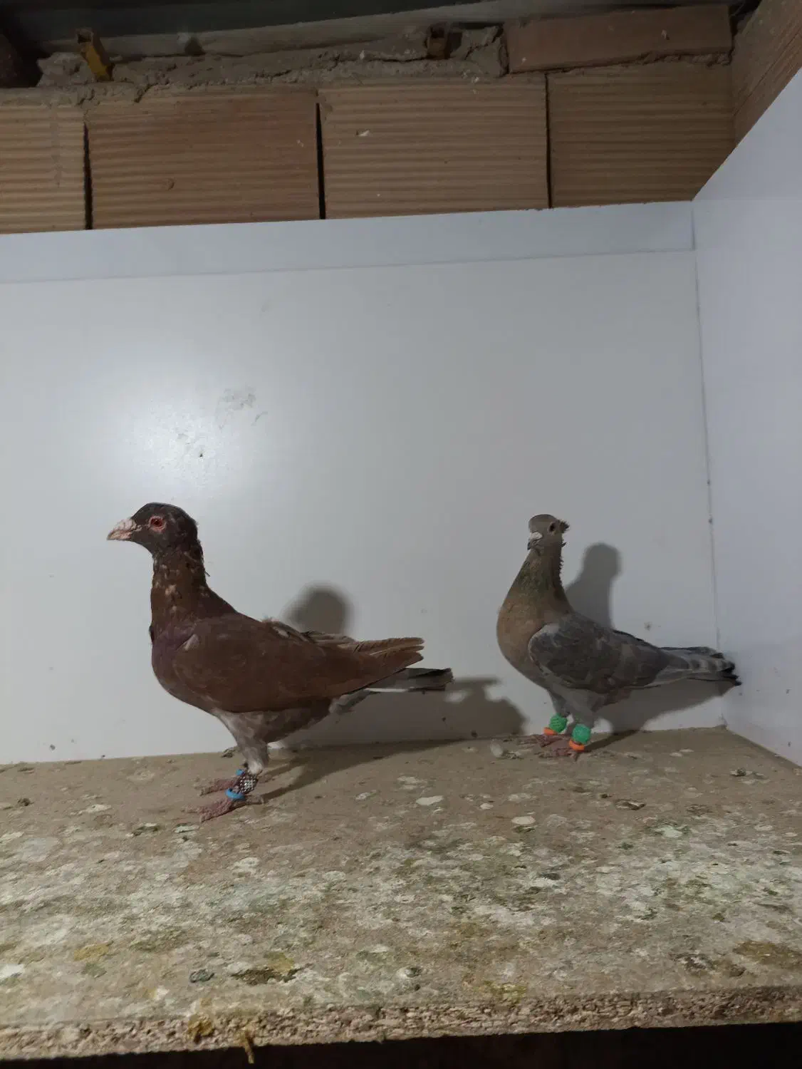 کبوتر پرشی|پرنده|سبزوار, هویزه|دیوار