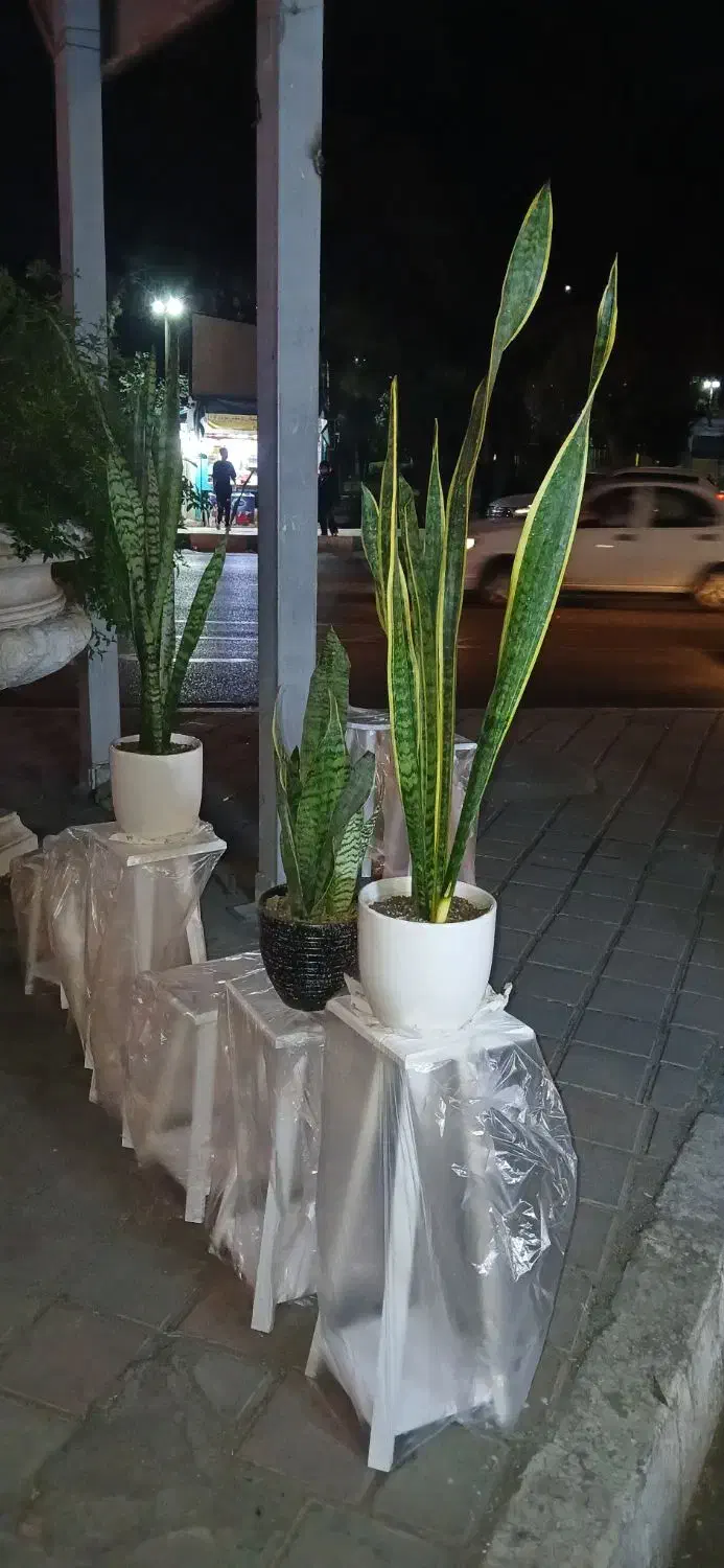 سانسوریا سبز و ابلق|گل و گیاه طبیعی|ری, دولت‌آباد|دیوار