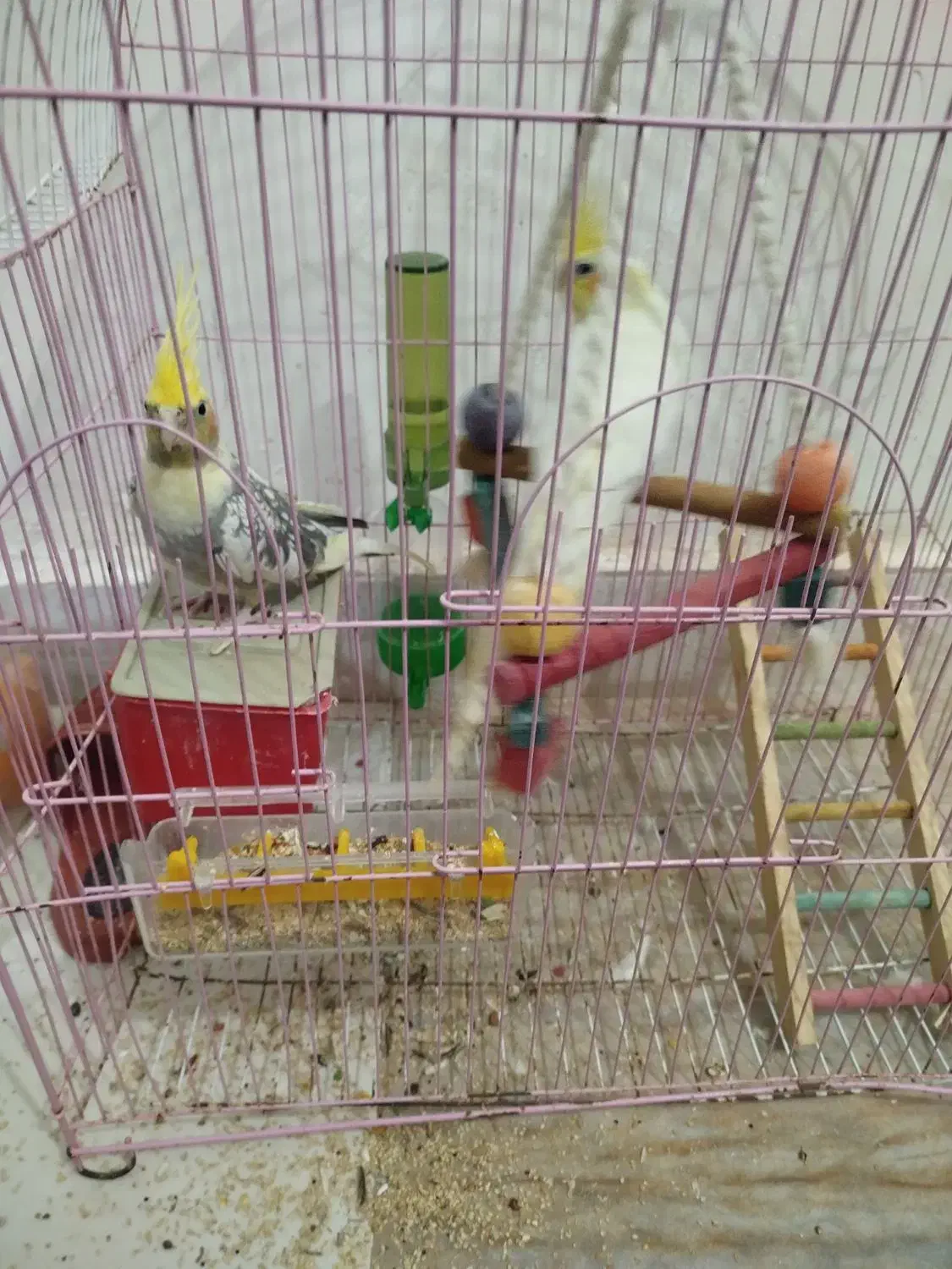 عروس هلندی نر ماده|پرنده|کلاله, |دیوار