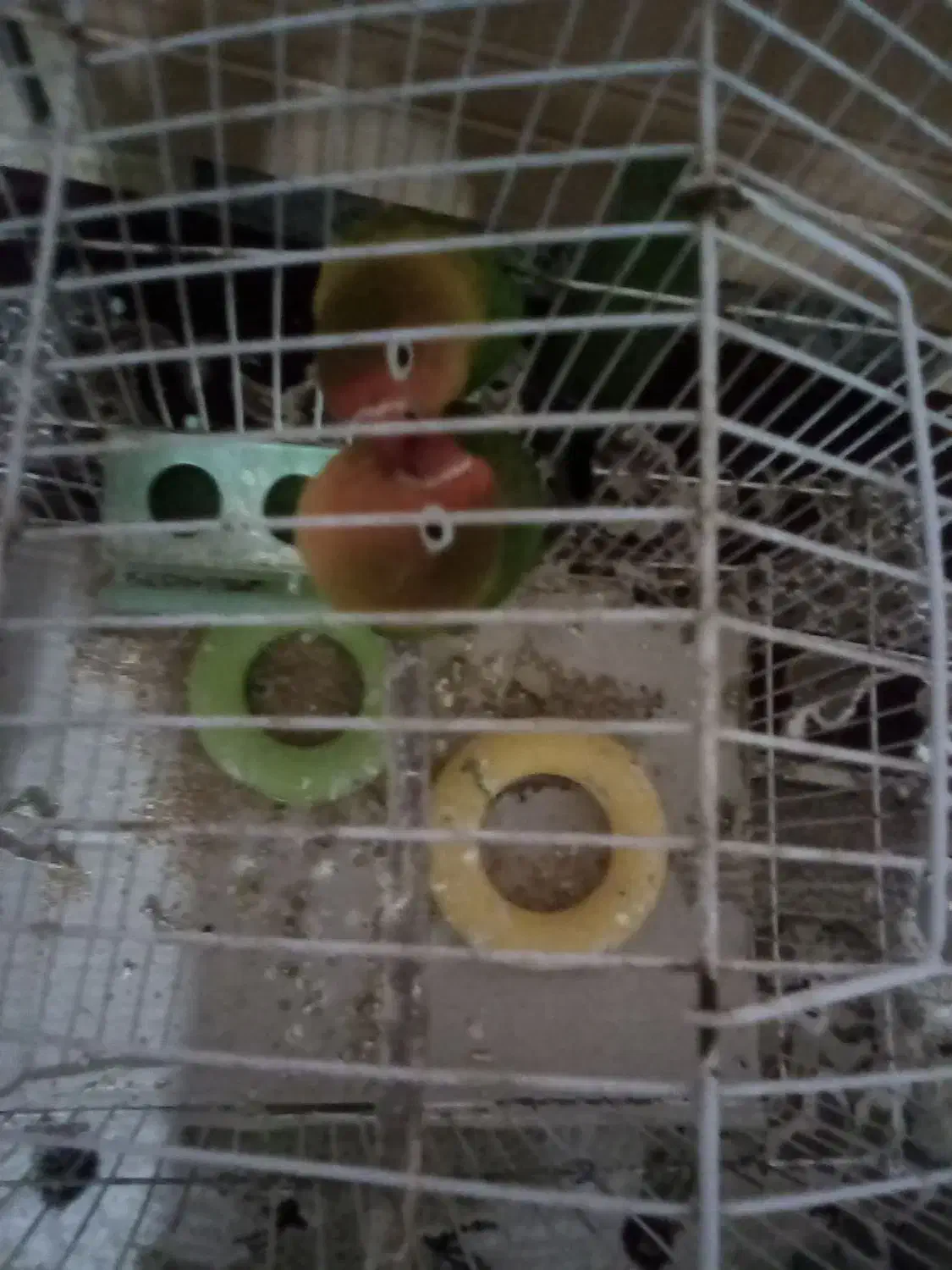 اهواز کوت عبدالله گنوم کار خیابون اول پلاک دو|پرنده|کارون, |دیوار