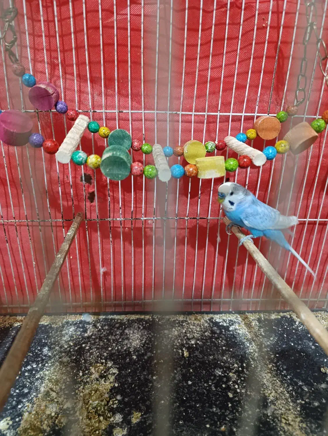 مرغ عشق|پرنده|مشهد, عامل|دیوار