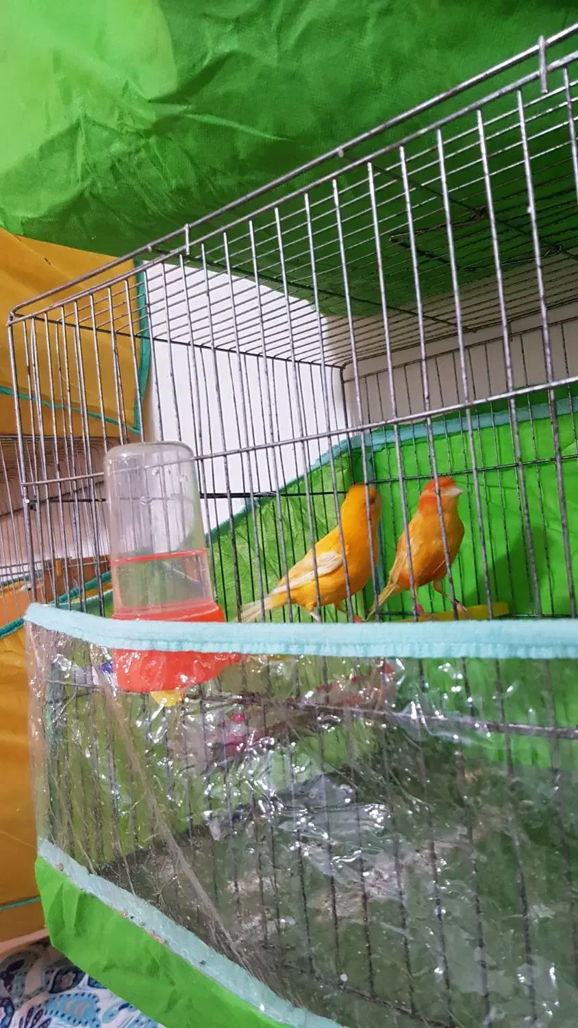 قناری نرو ماده|پرنده|بهبهان, |دیوار