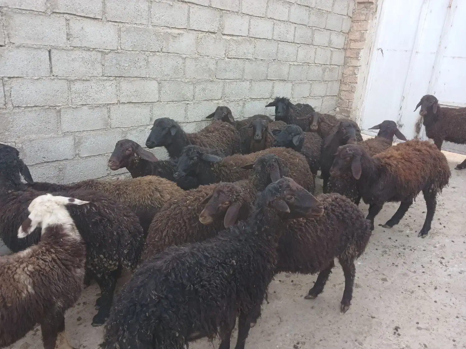 ۲۰عددبره درج یک...|حیوانات مزرعه|بوکان, |دیوار