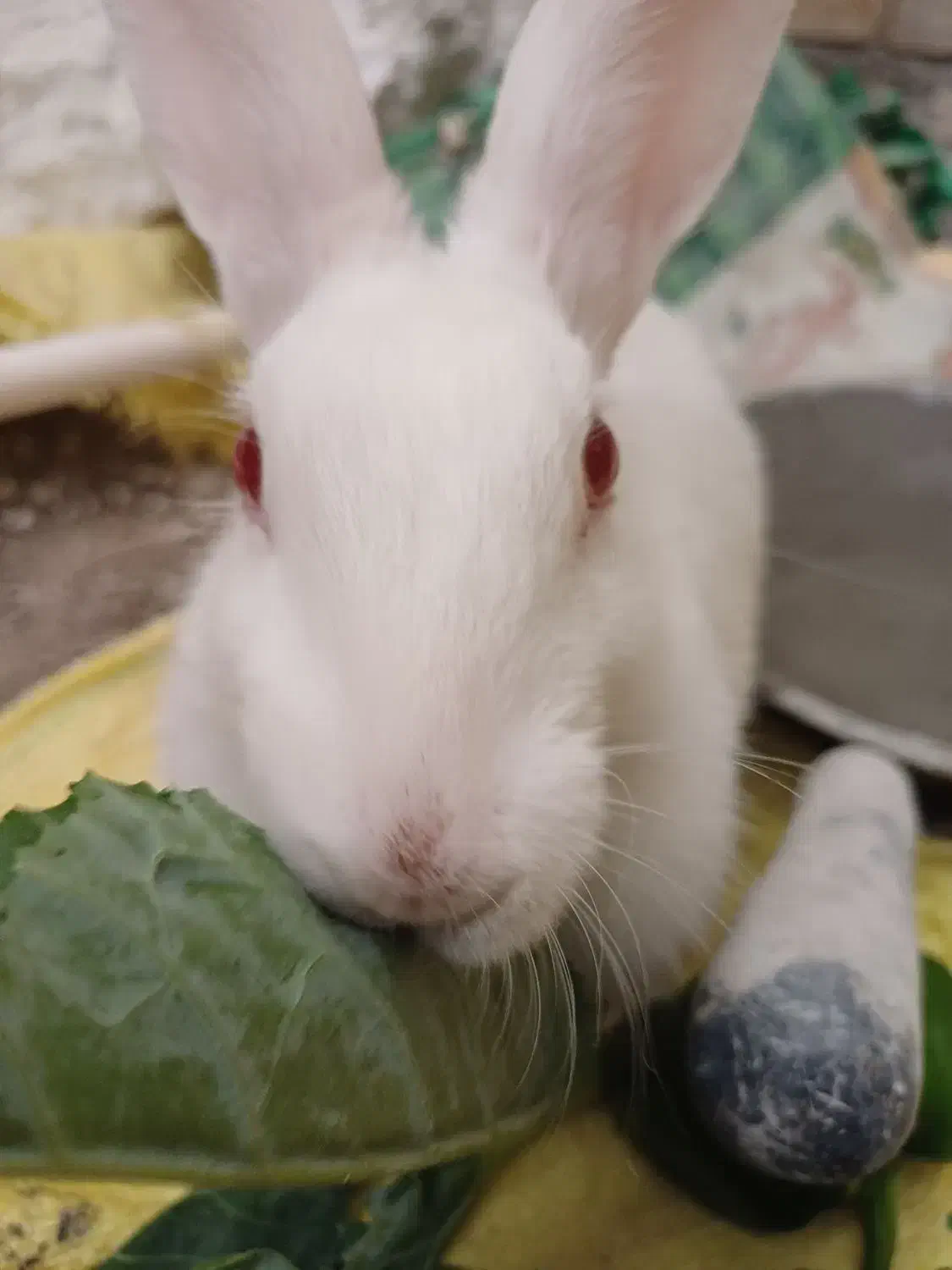 خرگوش چشم شرابی|موش و خرگوش|شیراز, ریاستی|دیوار