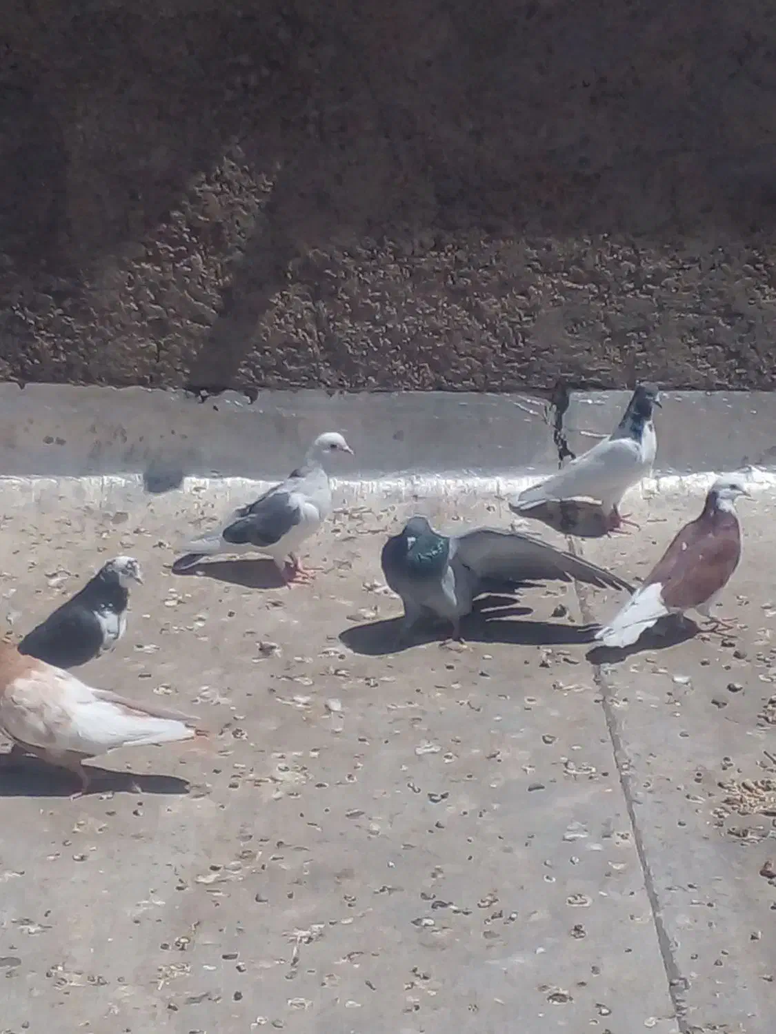 کبوتر مومن اباد|پرنده|ازنا, |دیوار