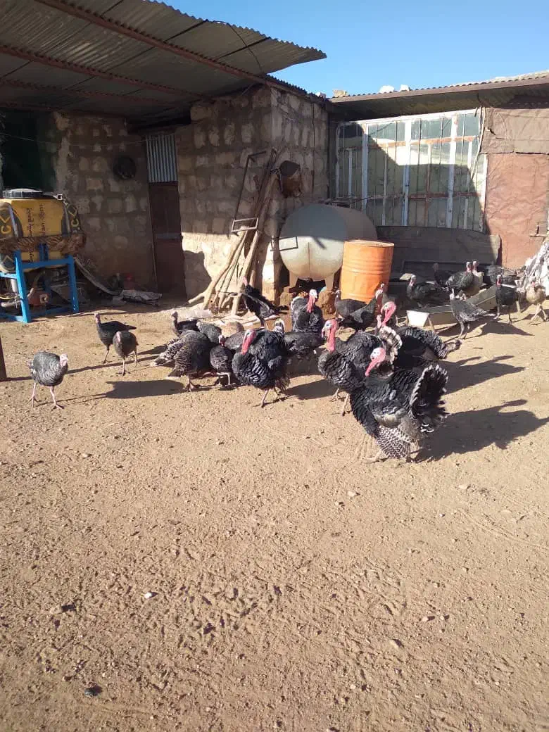 فروش بقلمون|حیوانات مزرعه|کوهدشت, |دیوار