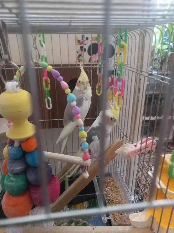 فروش عروس هلندی|پرنده|فولادشهر, مسکن مهر فولادشهر|دیوار