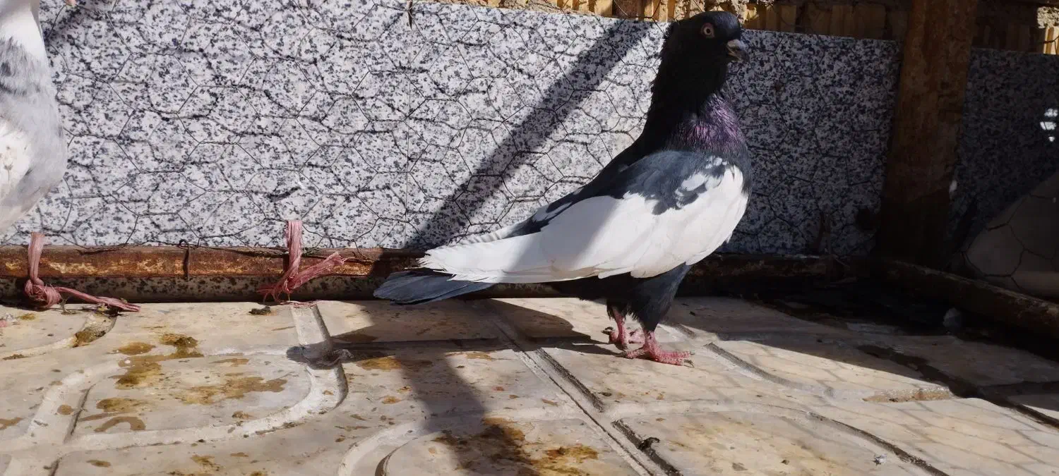 سینه سیاه نر|پرنده|ارسنجان, |دیوار