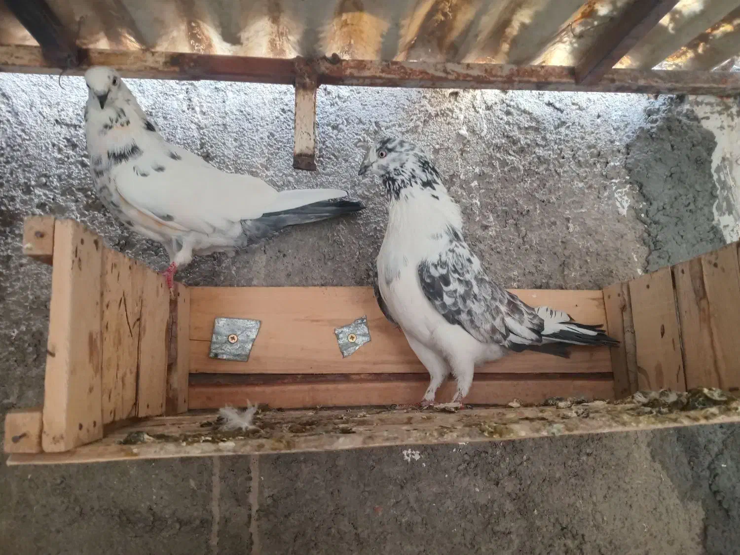 یجفت نروماده پرشی|پرنده|ساوه, |دیوار