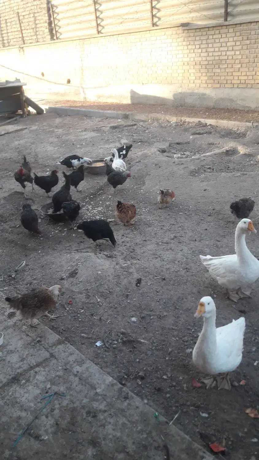 مرغ و خروس|حیوانات مزرعه|قم, پردیسان|دیوار