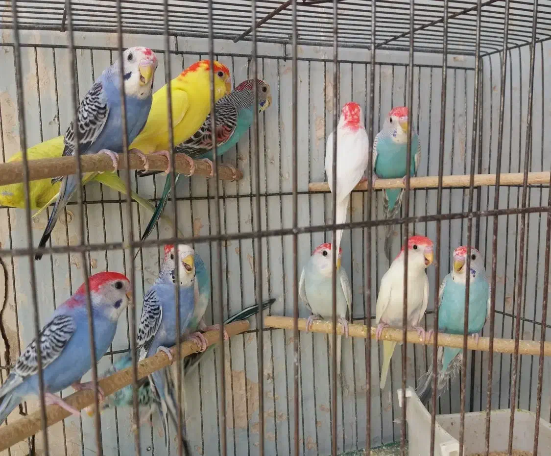 مرغ عشق و طوطی کوتوله در همه رنگ و تخم کبوتر|پرنده|قم, سربخش|دیوار