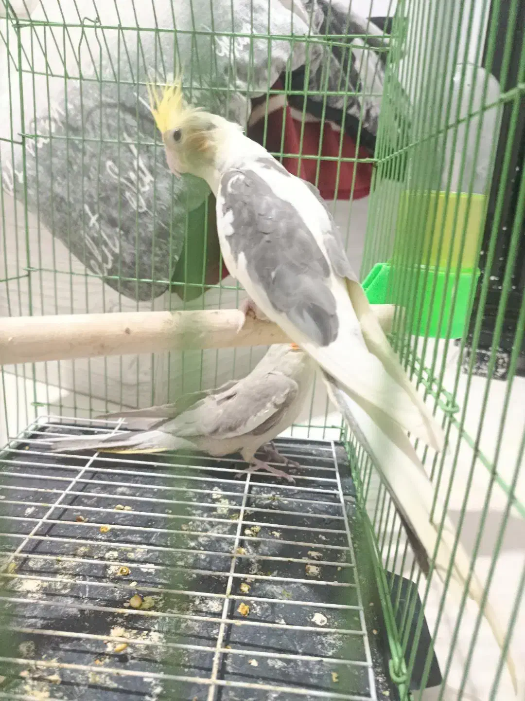 طوطی عروس هلندی|پرنده|قزوین, |دیوار