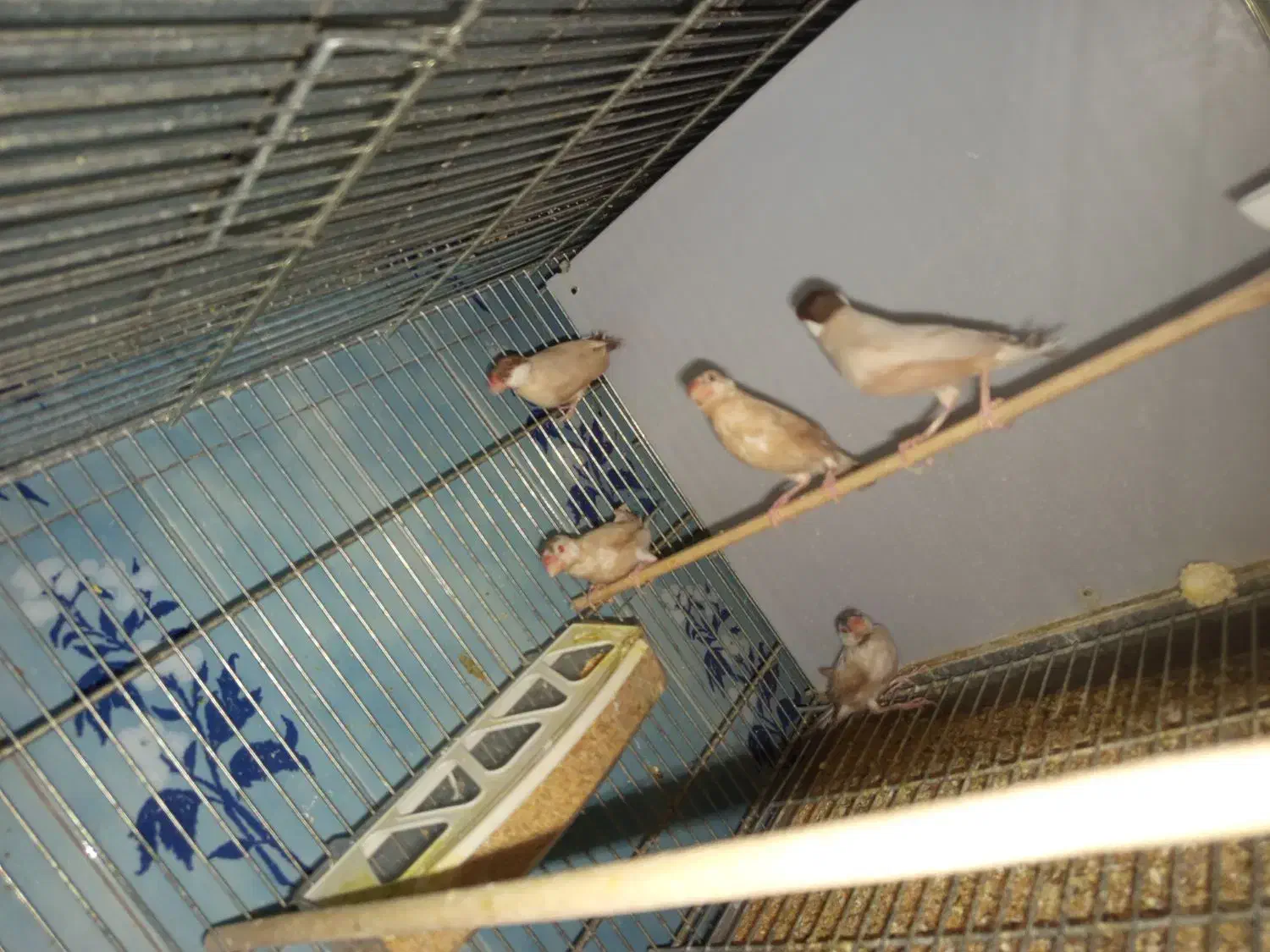 جفت نرگسی مولد با سه جوجه دوماهه|پرنده|تهران, دروازه شمیران|دیوار