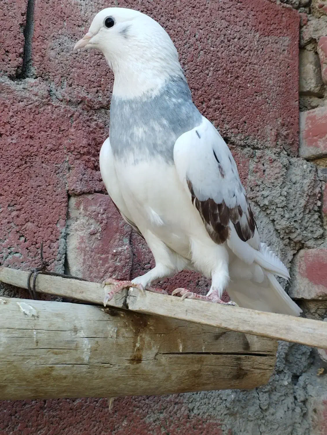 کبوتر ماده معاوضه با نر|پرنده|ایرانشهر, |دیوار