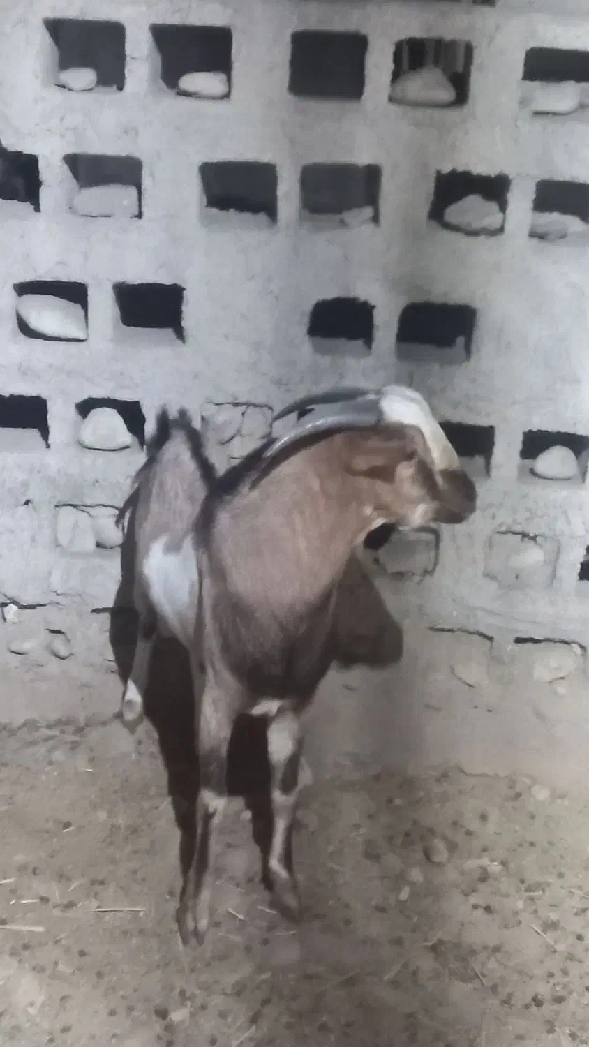 نری سرمست پچی|حیوانات مزرعه|بندرعباس, |دیوار