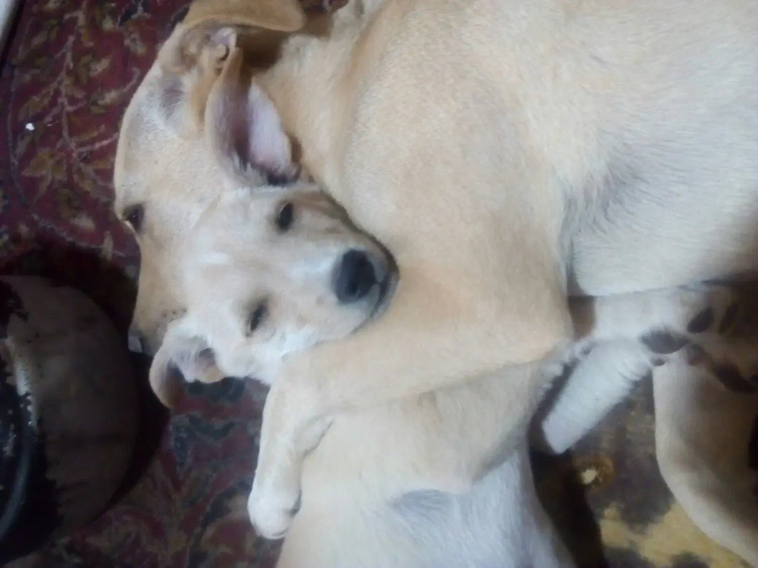 سگ پاکوتاه|حیوانات|قوچان, |دیوار