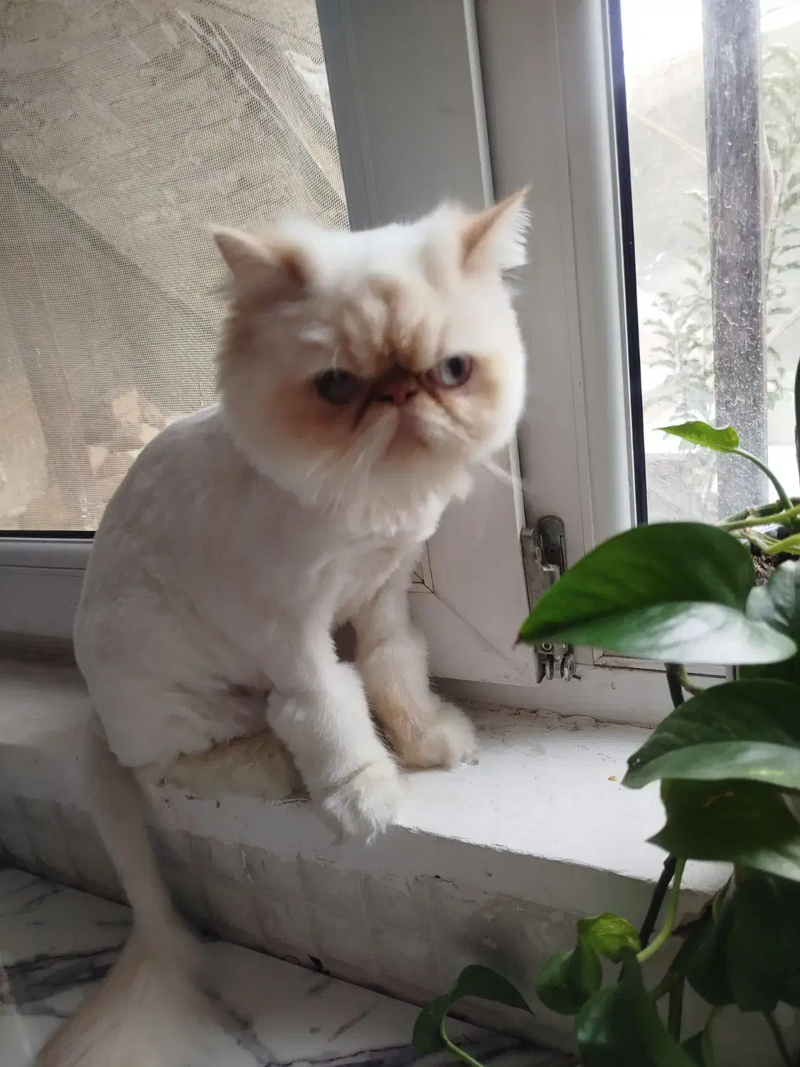 گربه پرشین|گربه|کرج, اسلامآباد|دیوار