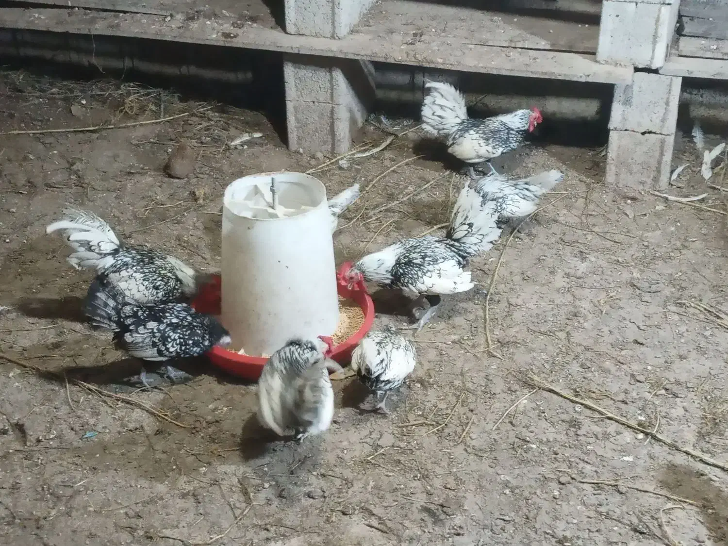 مرغ و خروس سبرایت پولک منظم|حیوانات مزرعه|شلمان, |دیوار