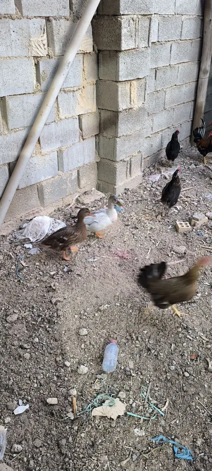 خضیری اردک خضیری|حیوانات مزرعه|شادگان, |دیوار