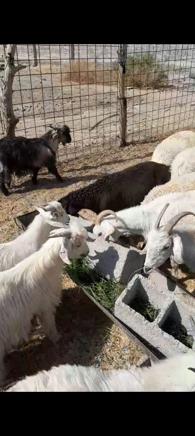 کهره نربره بززاییده شیری معاوضه پژومزدادرارزوئیه|حیوانات مزرعه|سیرجان, |دیوار